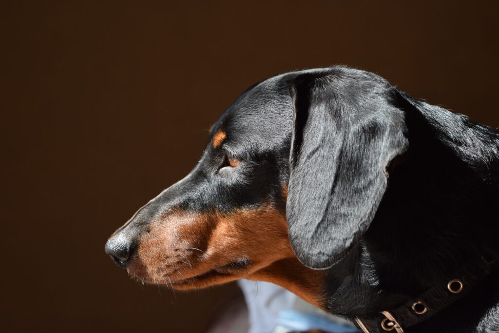 Side of a smooth black and tan dachshund deep in thought.
The Dogs code